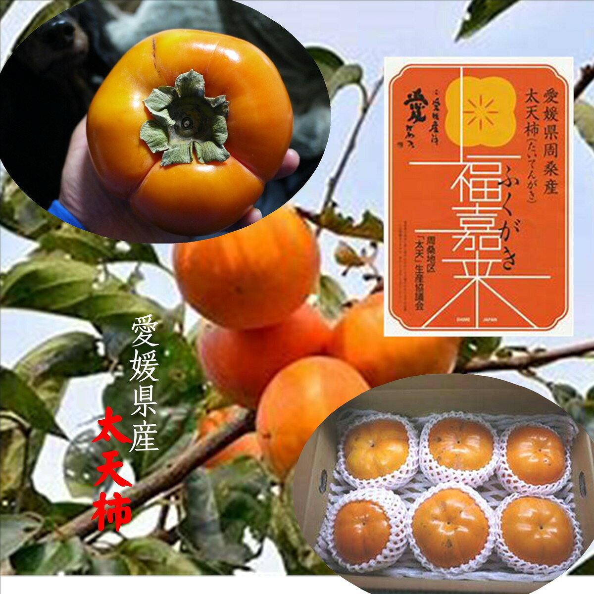 希少！！愛媛県産　太天柿　1箱3kg（5〜7玉）※条紋（果皮のひび割れが入る柿です　。ご了承ください） 希少です！！最大の柿！！一部の産地・生産者しか栽培していない柿です。 バイヤー歴27年の農産物を愛した男が選んだ逸品 栽培するのが大変難しい柿です。見た目少しわるいですが一度召し上がっていただきたい柿です。 希少 大きい 短い販売期間 旬の進物をお考えの方 旬を食べたい ちょっと今日はリッチにデザートをお考えの方 ありがとうございます　食　くらしです。当社ではおいしいものをよりお買い得にをモットーにしております。皆様のご今後とも何卒よろしくお願い申し上げます支援が。あるほどより美味しいものをお届けできます。 2026年11月中旬よりお届けいたします1