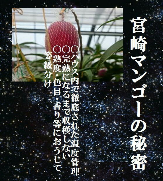 台湾産パイン&宮崎県産完熟マンゴー1箱「パイン1本(1kg前後)・マンゴーL寸2玉)」※出荷時期によりパインの品種が異なります。