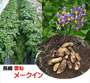 2023年度産！！新物は九州産がうまい！！長崎県雲仙「メークイン」M〜2L寸　1箱1.5kg