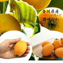 香川県産 屋根掛けハウス栽培 讃岐びわ 1箱500g(9~12玉)※露地栽培のため少しスレ傷があります。品種は「茂木」「田中」「なつたより」のいずれかになります。商品仕様の個数は大玉サイズの個数でございます。