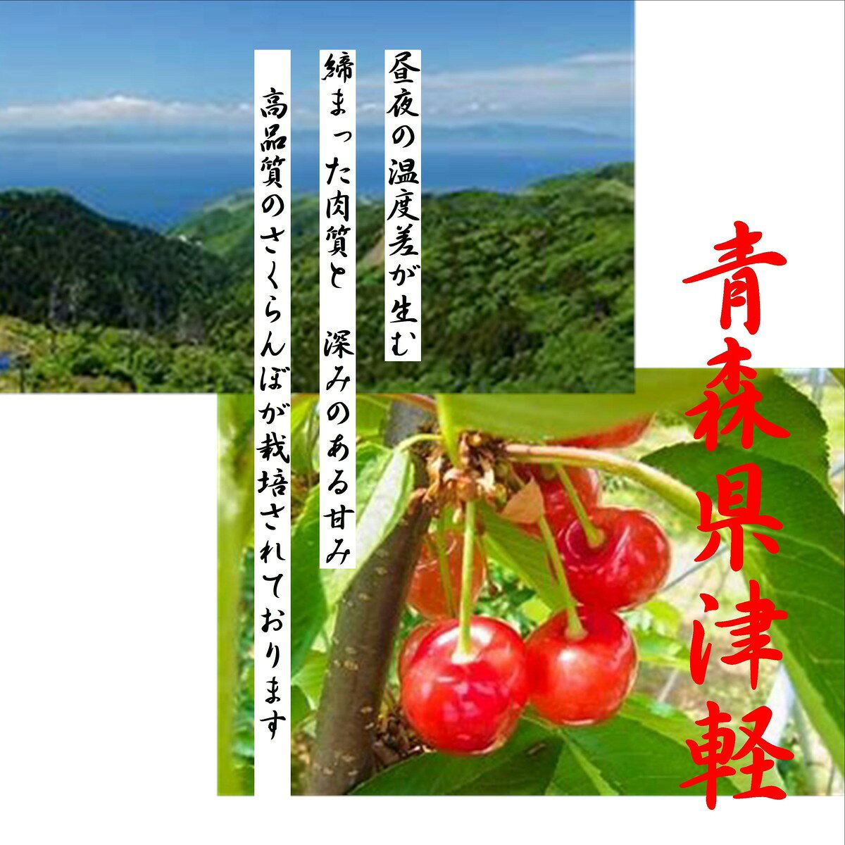 青森県津軽産　佐藤錦　（L〜2L）1箱