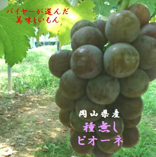 岡山県産 バイヤーが選んだ 温室ハウス栽培「種無しピオーネ」進物用(1房あたり650g〜700g入) 岡山県産 バイヤーが選んだ 温室ハウス栽培「種無しピオーネ」進物用(1房あたり650g〜700g入)