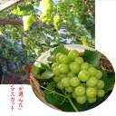 島根県産 隠れた銘品です 温室栽培 シャインマスカット「撰」1箱(1房あたり600g以上)
