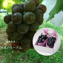 バイヤーが選んだ!!長野県産 加温ハウス栽培 ナガノパープル(種なし)1箱(1房当たり600g以上)※箱の形態は変わる場合がございます。