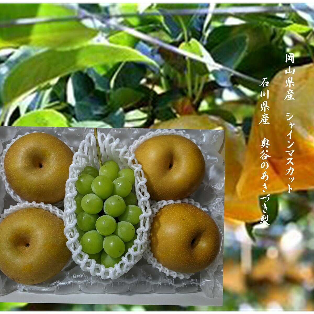 岡山県産　シャインマスカット「晴王」1房（500g以上）＆石川県産　奥谷のあきづき梨4玉（1玉当たり400g以上）(4)