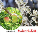 お取り寄せ!!「紀南の南高梅」 和歌山県紀南 たなべ・みなべより