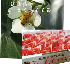 徳島県佐那河内　「ワンランク上の苺」さくらもも苺　1箱20〜24粒（700g）化粧箱入り ※2022年1月10日頃よりお届けいたします。
