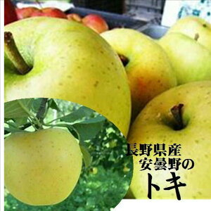 長野県産　バイヤーが選んだ美味いもん！！安曇野のトキりんご　1箱3kg（8〜11玉）※商品画像は3kg詰めです。