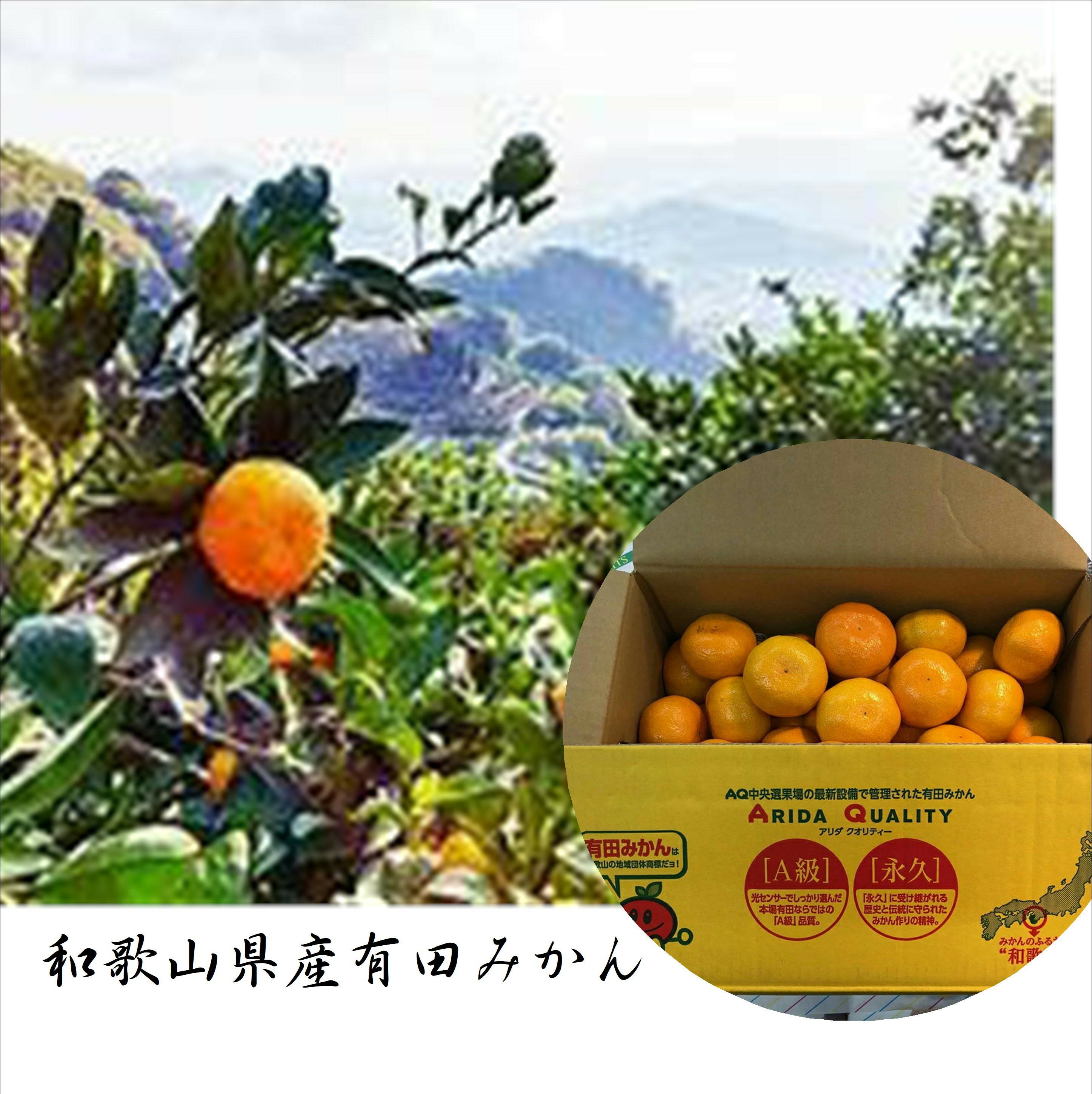 まろやかな甘みと酸味のバランスが最高です　和歌山県　有田みかん　M~L寸1箱(4)