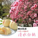 期間限定!!岡山県産 貴賓漂う 上品な甘みとち密な肉質と豊富な果汁 「岡山の清水白桃」 1箱※商品画像は3kg詰めです)