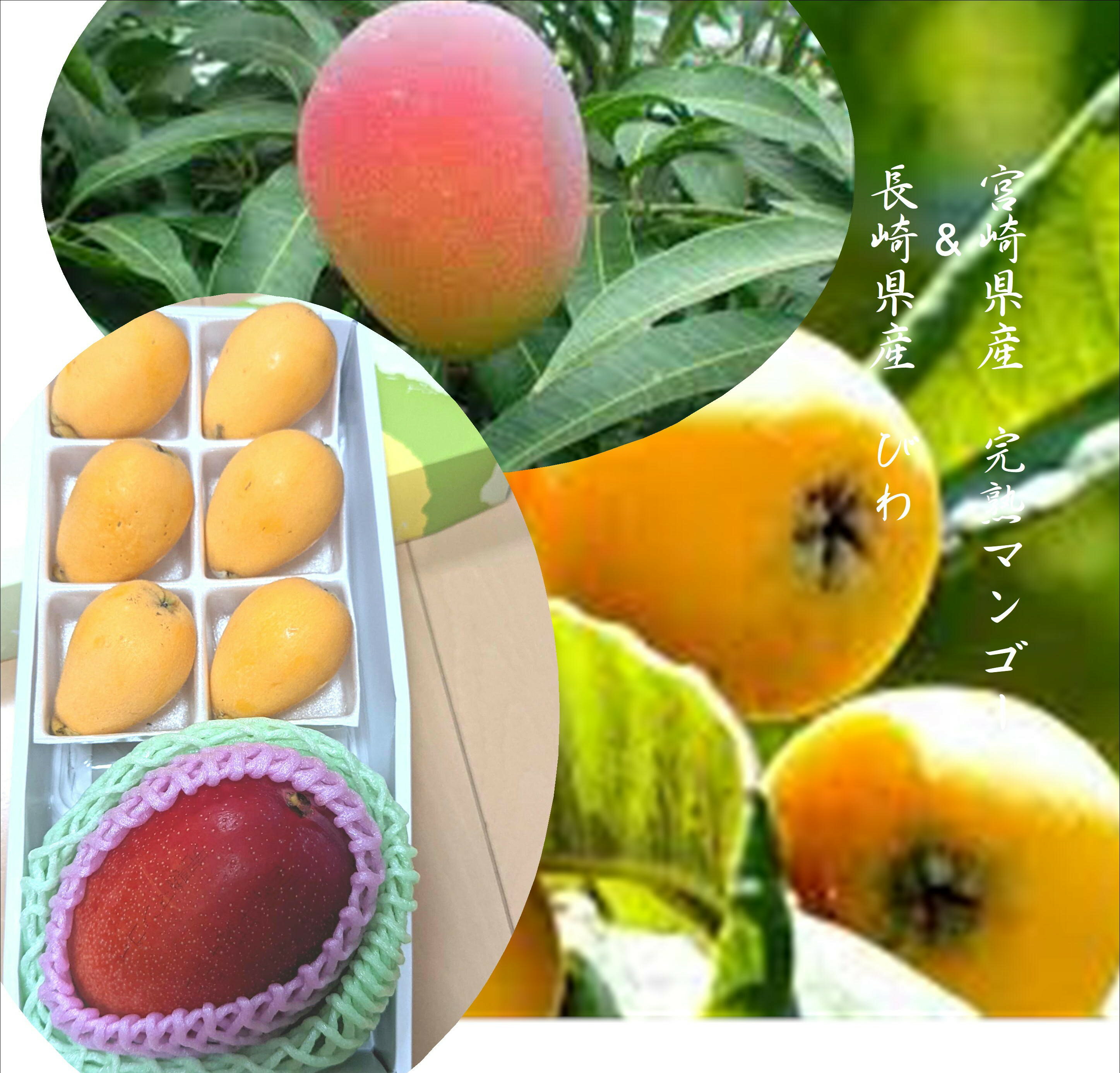 長崎県産　ハウス栽培びわ&宮崎県産完熟マンゴー(びわL寸6玉　マンゴー2L寸1玉進物用）　※びわは出荷時期により品種が変わります。箱のデザインが変わる場合が御座います。
