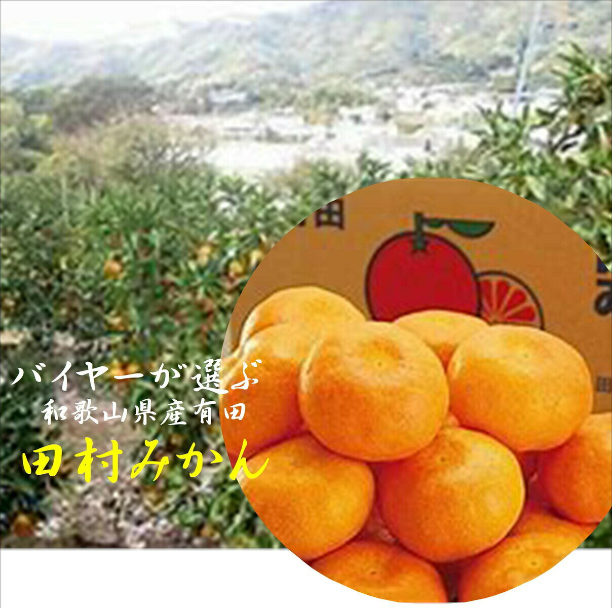 伝統！！ご進物にも！！まろやかな甘みと酸味のバランスが最高です　和歌山県　田村みかん　M~L寸