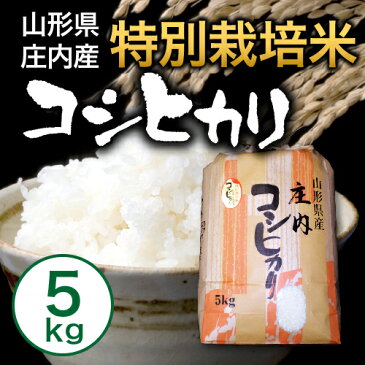 【送料無料】【山形県庄内産】特別栽培米　こしひかり5kg【smtb-k】【kb】