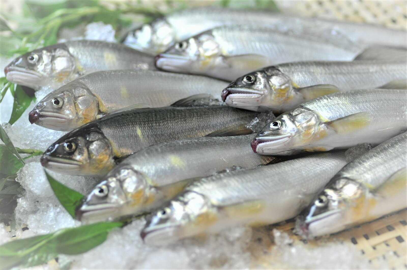 商品情報 冷凍鮎 名称　　　冷凍子持ち鮎内容量　　約500g　（6尾）産地　　　岐阜県産養殖保存方法　冷凍岐阜県産　子持ち鮎　冷凍　約500g（6尾） 岐阜県産養殖の子持ち鮎です。80gから90g程の大きな鮎を6尾真空パックしてあります。塩焼きや甘露煮にしてお召し上がりください。 鮮度抜群の状態で冷凍保存されておりますので年間通して子持ち鮎をご堪能いただけます。 2