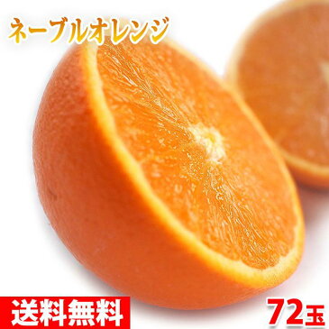 【送料無料】ピュアスペクト　ネーブルオレンジ　「BLACK」　72玉入り
