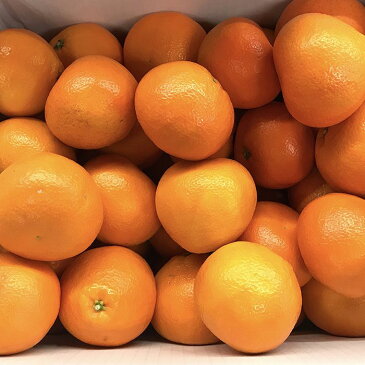 【送料無料】愛媛県産 宮内いよかん 秀 3〜4Lサイズ 9kg