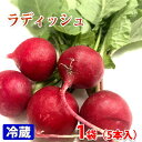 愛知県産 ラディッシュ 5本入り(パック) 国産 二十日大根 はつか大根