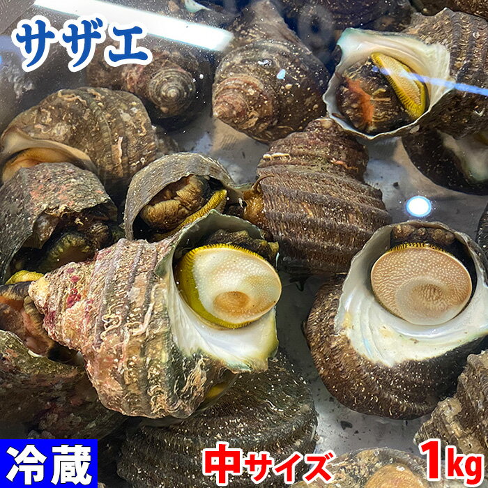 愛媛県産他 （活） サザエ　中サイズ　約1kg （7～10個）