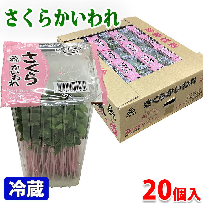 大阪府産 さくらかいわれ 20個入り 箱 