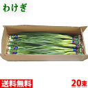 【送料無料】 広島県産 わけぎ A等級 20束入 約2kg (箱)