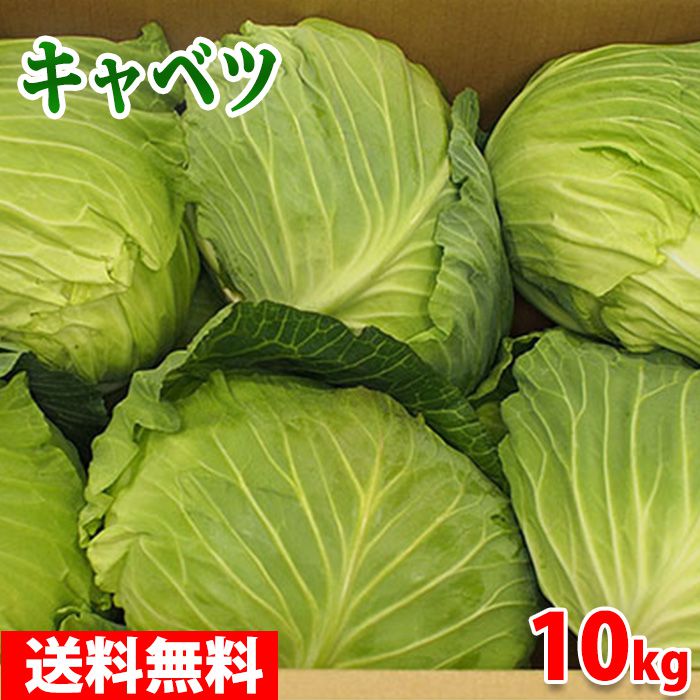 【送料無料】愛知県産　キャベツ　6〜8玉入り　10kg