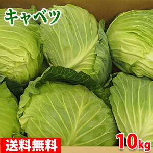 【愛知キャベツ】甘くて美味しい！新鮮な愛知県産キャベツのおすすめは？