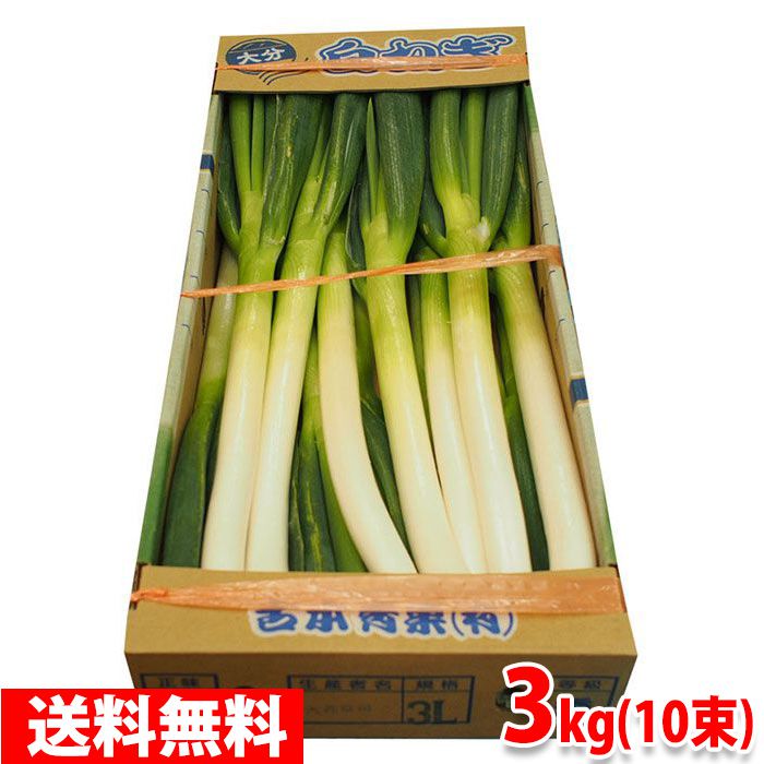 【送料無料】 大分県産他　白ネギ　秀品　L～2Lサイズ　2～3本束×10束　約3kg （箱）