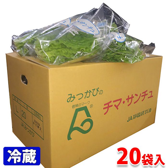 【送料無料】 静岡県産　チマ・サンチュ　Lサイズ　20袋入　1箱（約2kg）