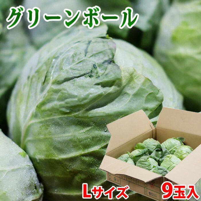 【送料無料】 兵庫県産他　グリーンボール　6玉入り （箱） 国産 キャベツ