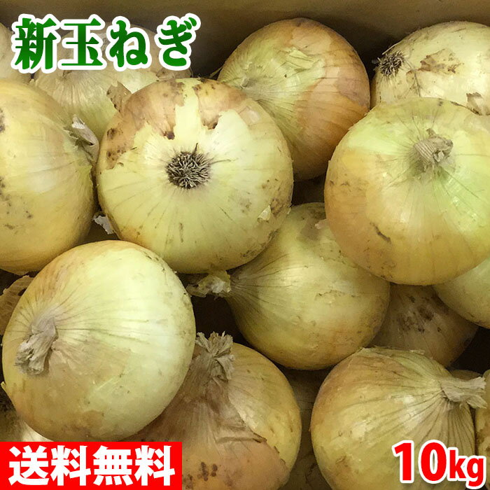 【送料無料】 兵庫県　淡路産　新玉ねぎ　M～Lサイズ　10kg （箱）