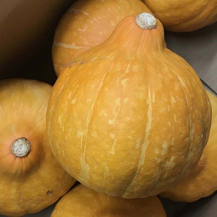 クセがなく淡白な味わいの黄色かぼちゃ 茨城県産 生食用かぼちゃ 高級品市場 1箱 コリンキー 5～7玉入り