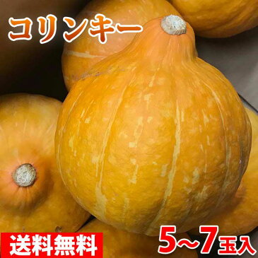 【送料無料】茨城県産　生食用かぼちゃ　コリンキー　5〜7玉入り（1箱）