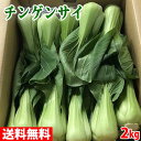 【送料無料】長野県産　青梗菜（チンゲンサイ）　Lサイズ　約2kg　1箱（16〜20株入）