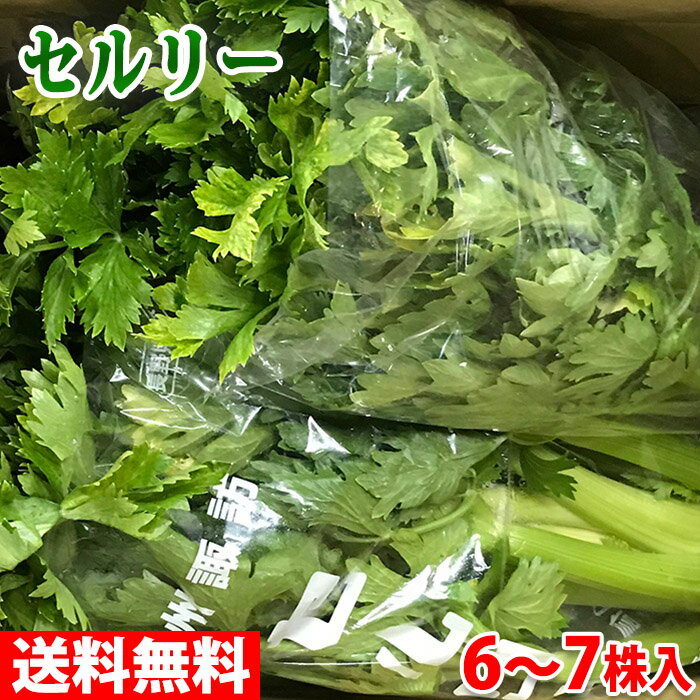 【送料無料】長野県産　セロリ　M～Lサイズ　10kg（6～7株入）