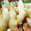 【送料無料】 和歌山県産 新しょうが 秀品 M~Lサイズ 4kg (箱) 国産 新生姜