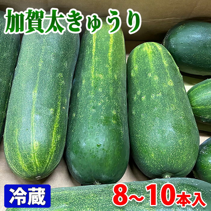 石川県産　加賀太きゅうり　M～Lサイズ　8～9本入（箱）