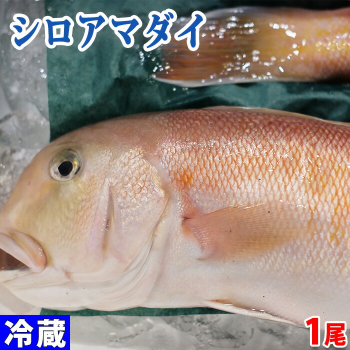 徳島県産他　シロアマダイ　1尾 （約800g〜1kg前後） 国産 白甘鯛 タイ 鯛のサムネイル