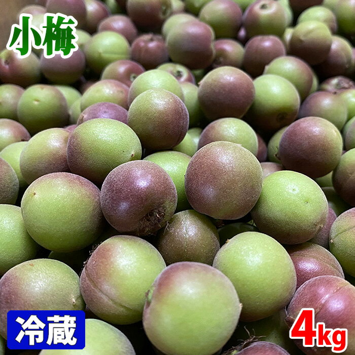 佐賀県産　伊万里　小梅　L〜2Lサイズ　4kg