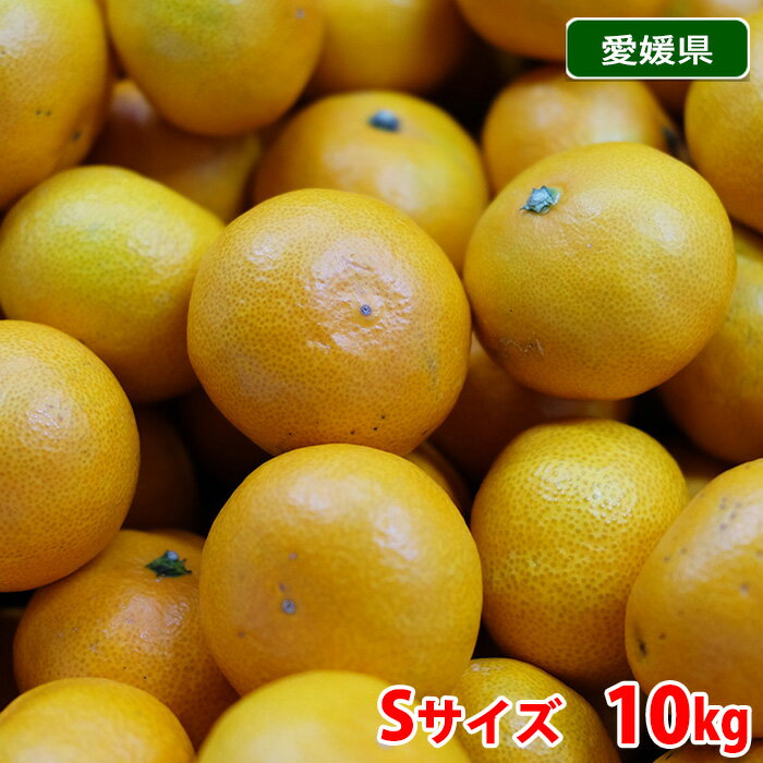 【送料無料】 愛媛県産　みかん　優品　Sサイズ　10kg （箱） 国産 フルーツ(4)