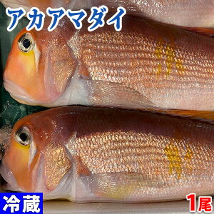 徳島県産他　アカアマダイ　1尾（約800g〜1kg）