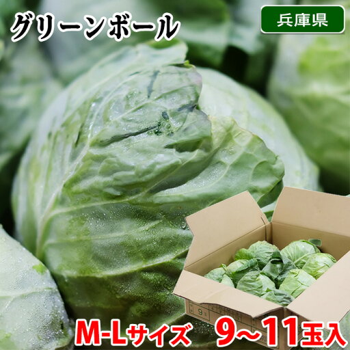 【送料無料】 兵庫県産他 グリーンボール M~Lサイズ 9~11玉入り (箱) 国産 キャベツ 【送料無料】 兵庫県産他 グリーンボール M~Lサイズ 9~11玉入り (箱) 国産 キャベツ