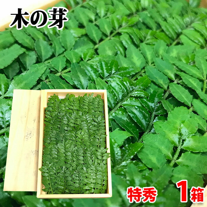 長崎県産他　木の芽　特秀 （特小） 約100枚入り　25g前後 （パック） 国産 きのめ