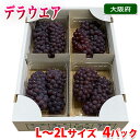 大阪府産 デラウエア 秀品 L〜2Lサイズ 4パック入り 約1.2kg (箱)