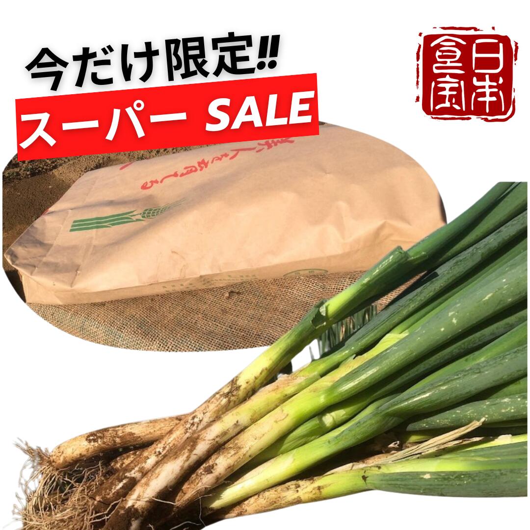 【千葉県産】泥ネギ 2kg （産地直送）／みんなが知らない日本の食宝
