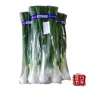 【千葉県産】葉玉ねぎ 3kg (産地直送)