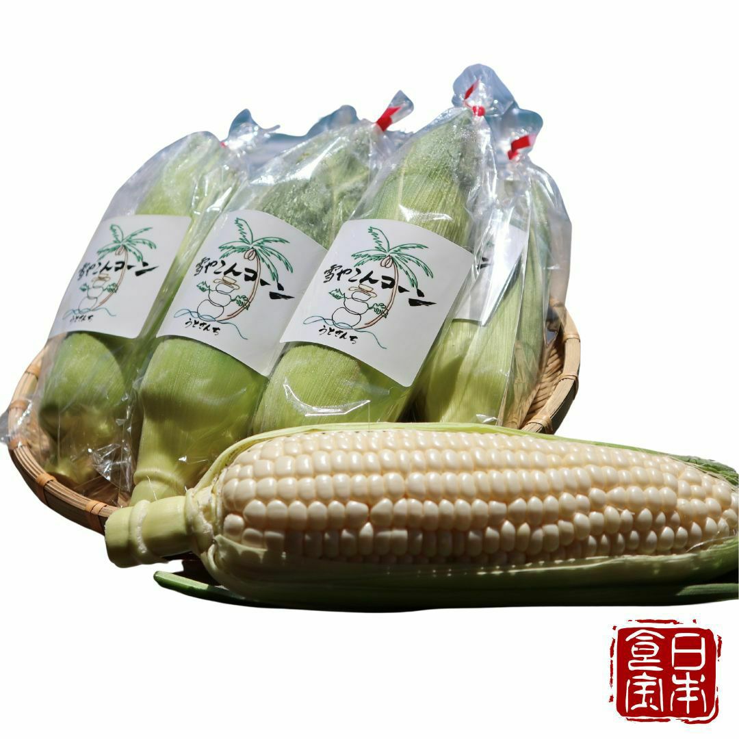 【鹿児島県産】白いとうもろこし「雪やこんコーン」10〜12本入 （産地直送）※着日指定不可／みんなが知らない日本の食宝