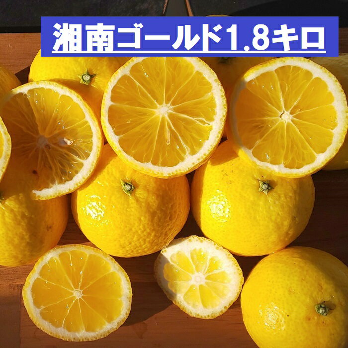 【産地直送】「湘南ゴールド」 1.8K 黄色いオレンジ 旬 贈り物 お返し ふぞろい フルーツ ビタミンC 神奈川県西部小田原 神奈川県特産品 炭酸水 サワー 通販 家飲み応援アイテム お試し 小粒 オレンジ みかん