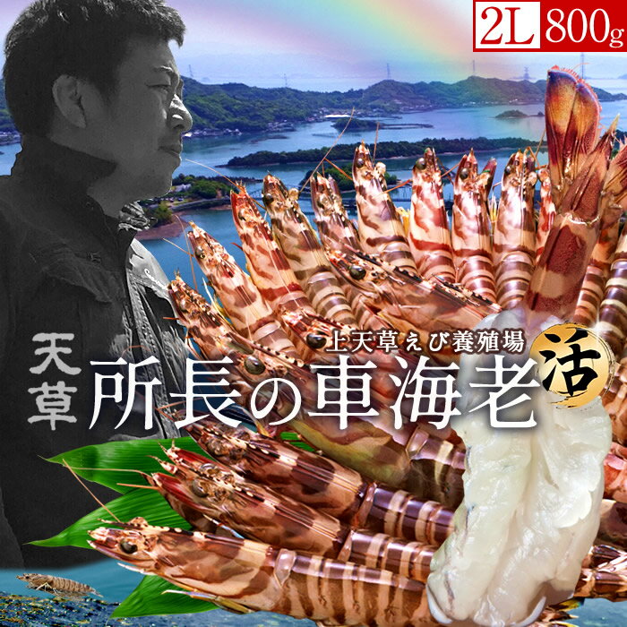 ֳϷ2L۳֤250g(6-7)֥ޥӤܾ췧ܸŷܿľͤ줿ƿ͵λľ饮եȡ̵