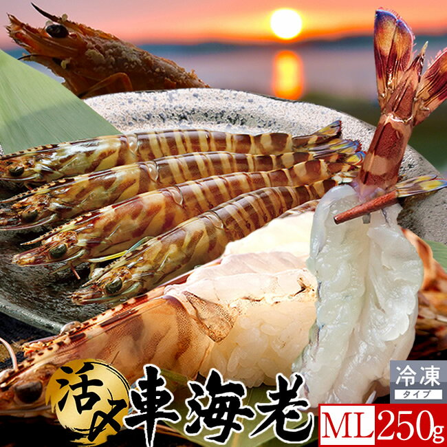 車エビ 島育ち 車海老 刺身 活〆冷凍【ML】250g［8-12尾］天草 車えび 熊本県産 大矢野島 クルマエビ 養殖場 生食 しゃぶしゃぶ エビフライ 直売所 産地直送 旬 食べ方 塩焼き おすすめ お取り寄せ通販［ 父の日 ギフト プレゼント］