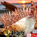 島育ち 車海老 刺身 活〆冷凍【ML】2.5kg［75-110尾］天草 車えび 熊本県産 大矢野島 クルマエビ 養殖場 生食 しゃぶしゃぶ エビフライ 直売所 産地直送 旬 食べ方 塩焼き おすすめ お取り寄せ通販［ 母の日 ギフト プレゼント］